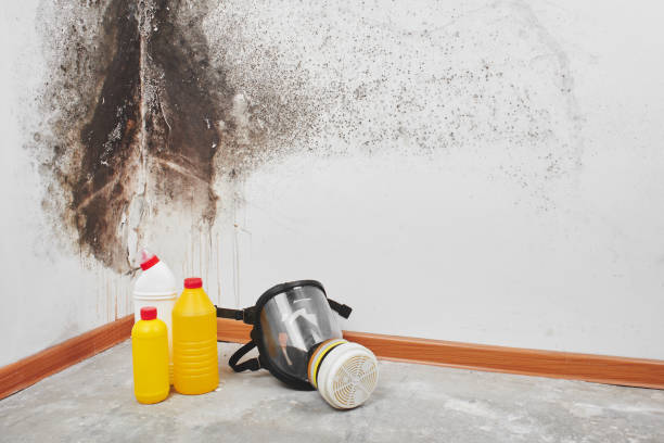 Best Mold Testing  in Ilion, NY