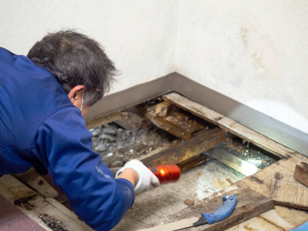 Best Toxic Mold Removal  in Ilion, NY