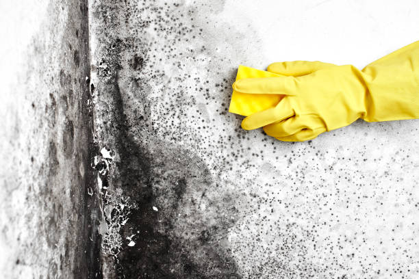 Best Certified Mold Removal  in Ilion, NY