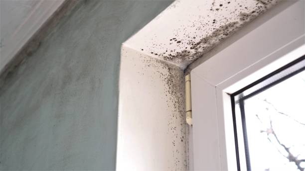 Professional Mold Removal in Ilion, NY