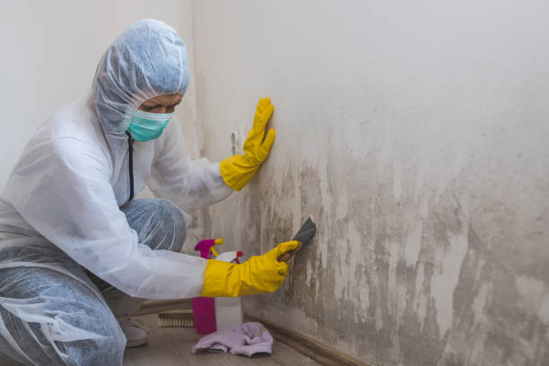 Best Mold Remediation Experts  in Ilion, NY