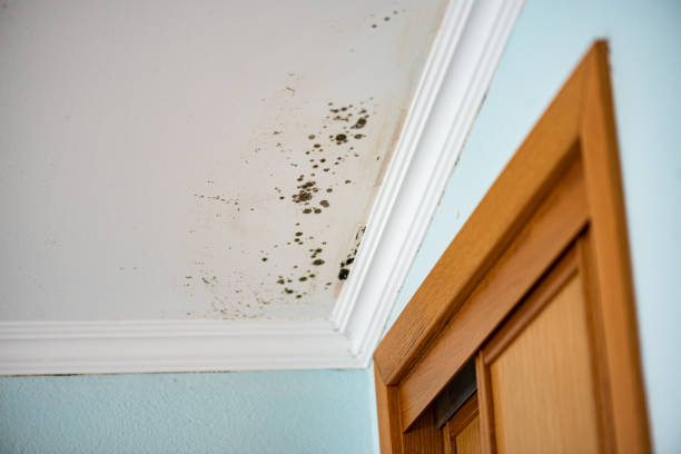 Best Local Mold Removal Service  in Ilion, NY