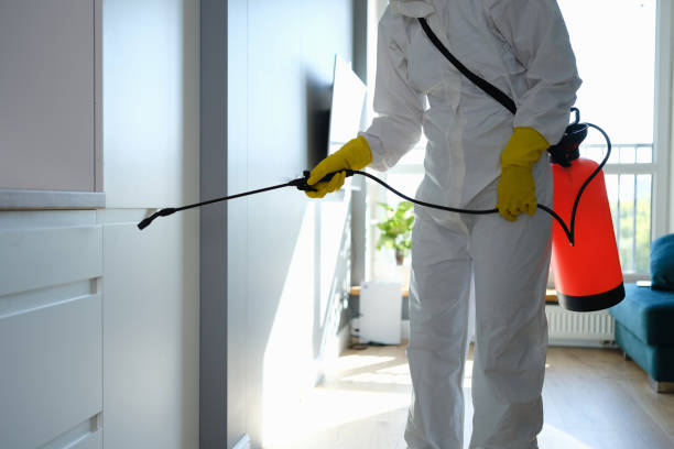 Best Home Mold Removal  in Ilion, NY