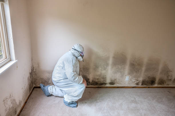 Trusted Ilion, NY Mold Removal Experts