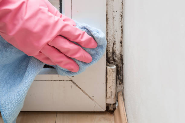 Best Commercial Mold Removal  in Ilion, NY
