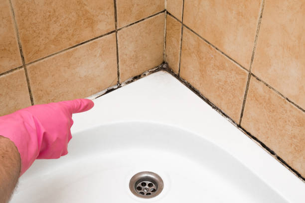 Best Local Mold Removal Service  in Ilion, NY